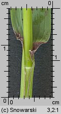 Elymus caninus (perz psi)