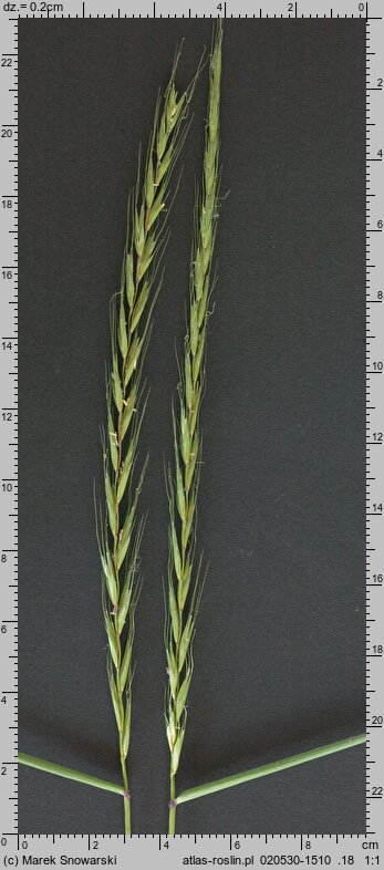 Elymus caninus (perz psi)