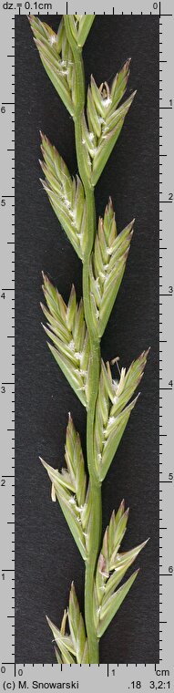 Lolium perenne (życica trwała)