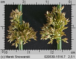 Juncus effusus (sit rozpierzchły)