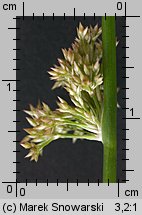 Juncus effusus (sit rozpierzchły)
