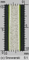 Juncus effusus (sit rozpierzchły)