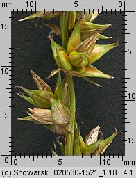 Carex spicata (turzyca ściśniona)