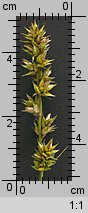 Carex spicata (turzyca ściśniona)