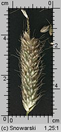 Alopecurus pratensis (wyczyniec łąkowy)