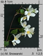 Philadelphus coronarius (jaśminowiec wonny)