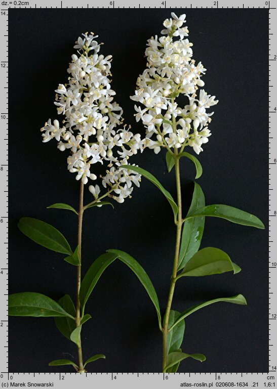 Ligustrum vulgare (ligustr pospolity)