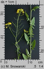 Sisymbrium loeselii (stulisz Loesela)