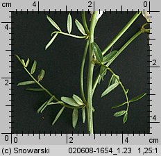 Coronilla varia (cieciorka pstra)