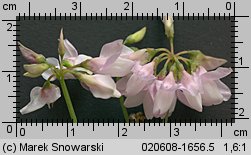 Coronilla varia (cieciorka pstra)