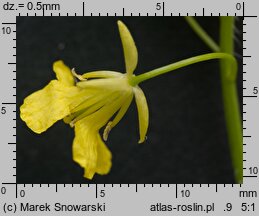 Sisymbrium loeselii (stulisz Loesela)