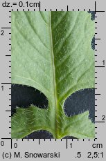 Sisymbrium loeselii (stulisz Loesela)