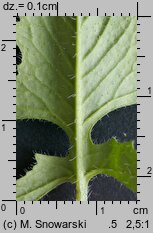 Sisymbrium loeselii (stulisz Loesela)