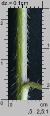 Sisymbrium loeselii (stulisz Loesela)