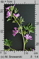 Malva sylvestris (ślaz dziki)