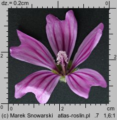 Malva sylvestris (ślaz dziki)