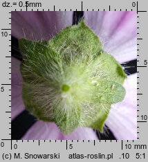 Malva sylvestris (ślaz dziki)