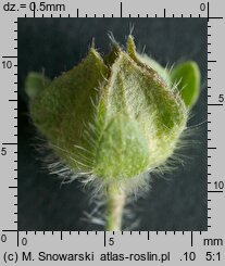 Malva sylvestris (ślaz dziki)