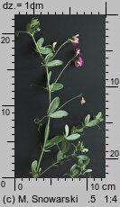 Lathyrus tuberosus (groszek bulwiasty)