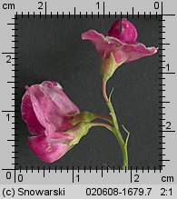 Lathyrus tuberosus (groszek bulwiasty)