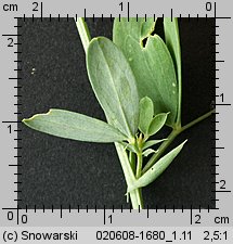 Lathyrus tuberosus (groszek bulwiasty)