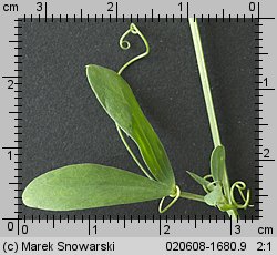 Lathyrus tuberosus (groszek bulwiasty)