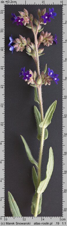 Anchusa officinalis (farbownik lekarski)