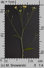 Lapsana communis (łoczyga pospolita)