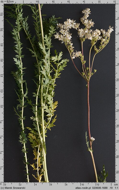 Filipendula vulgaris (wiązówka bulwkowa)