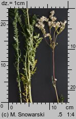 Filipendula vulgaris (wiązówka bulwkowa)