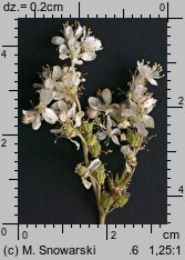 Filipendula vulgaris (wiązówka bulwkowa)