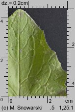 Lapsana communis (łoczyga pospolita)