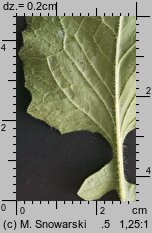 Lapsana communis (łoczyga pospolita)