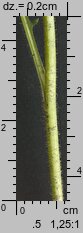 Lapsana communis (łoczyga pospolita)