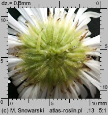 Erigeron annuus ssp. annuus (przymiotno białe typowe)