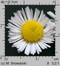Erigeron annuus ssp. annuus (przymiotno białe typowe)