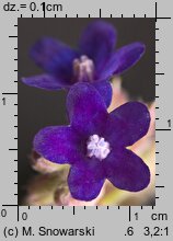 Anchusa officinalis (farbownik lekarski)