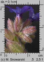 Anchusa officinalis (farbownik lekarski)