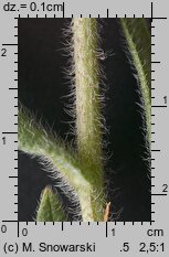 Anchusa officinalis (farbownik lekarski)