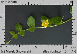 Lysimachia nummularia (tojeść rozesłana)