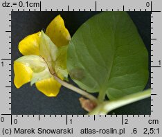 Lysimachia nummularia (tojeść rozesłana)