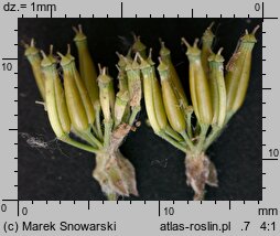 Anthriscus sylvestris (trybula leśna)