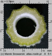 Anthriscus sylvestris (trybula leśna)