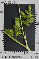 Anthriscus sylvestris (trybula leśna)