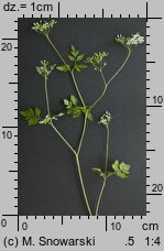 Chaerophyllum temulum (świerząbek gajowy)