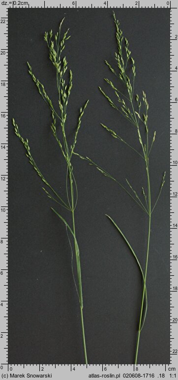 Poa pratensis (wiechlina łąkowa)