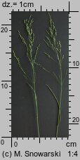 Poa pratensis (wiechlina łąkowa)