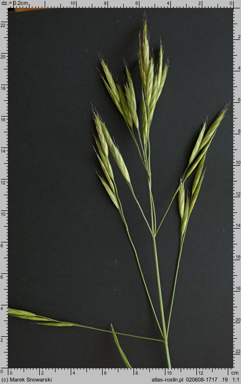 Bromus carinatus (stokłosa spłaszczona)