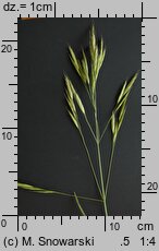 Bromus carinatus (stokłosa spłaszczona)