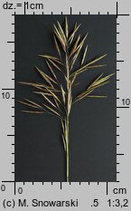 Bromus inermis (stokłosa bezostna)